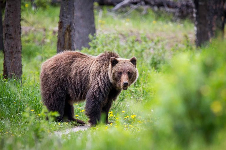 Types of Bears in Canada and How to Know the Difference