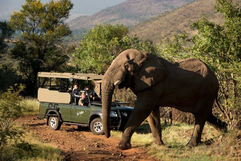 See the Big 5 in the Pilanesburg National Park