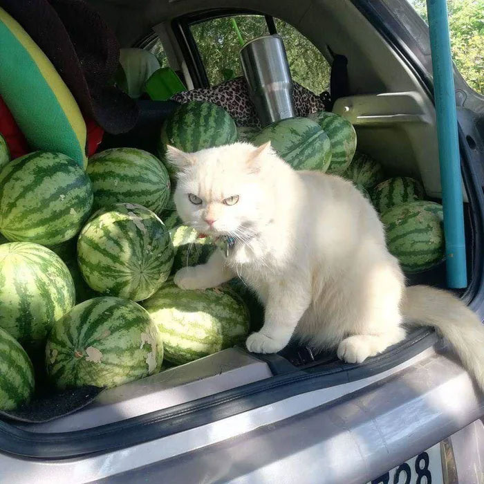 Meet Pearl, Thailands Angry Looking Resident Watermelon Supervisor