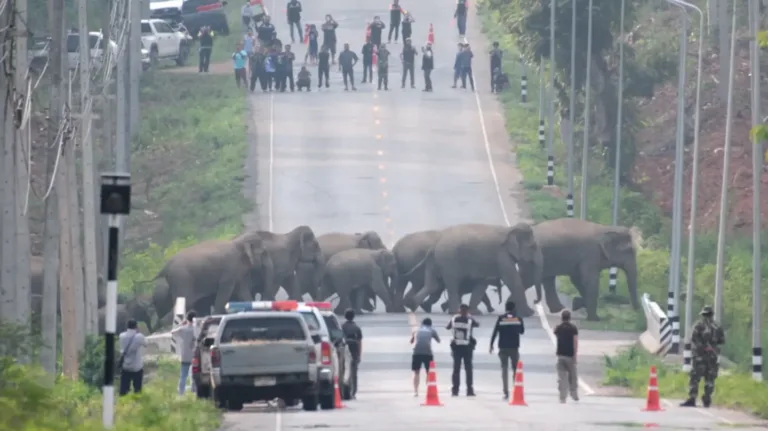 Herd Of 50+ Elephants Filmed Crossing The Road Calmly In Thailand