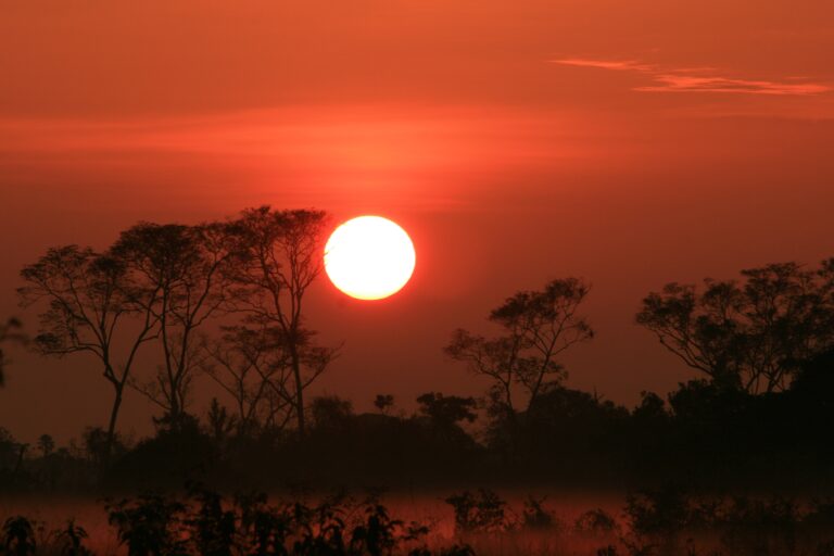 A Guide to Jungle and Pampas Tours in Bolivia