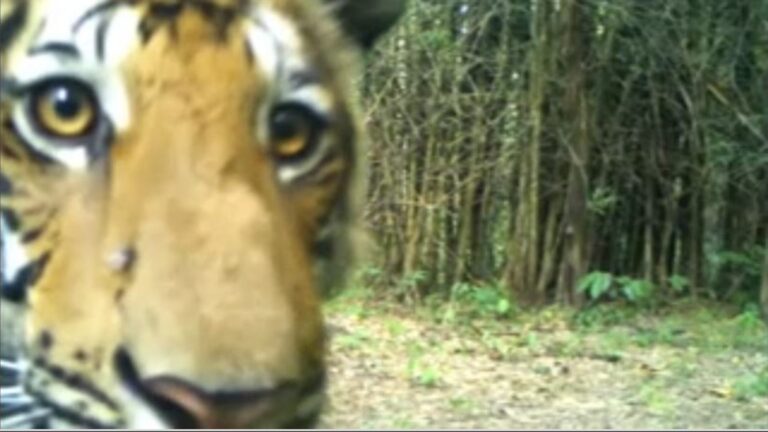 Hidden Cameras Capture Thai Tigers In The Wild, And It's Amazing