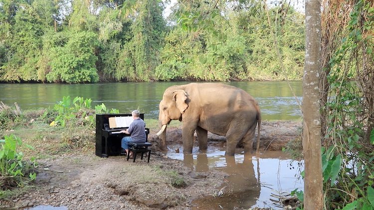 Talented Pianist Plays Classical Music For Rescue Elephant in Thailand