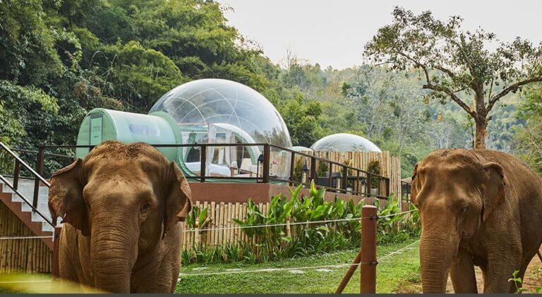 You Can Sleep With Elephants Under the Stars in a 'Jungle Bubble' in Thailand