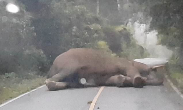 Lazy Elephant Creates Road Block After Napping In The Middle Of The Road