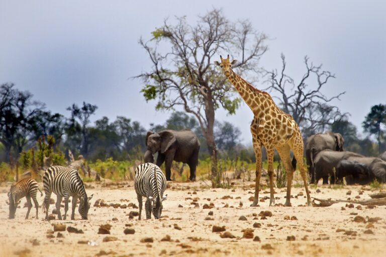 What to consider before booking your first African safari