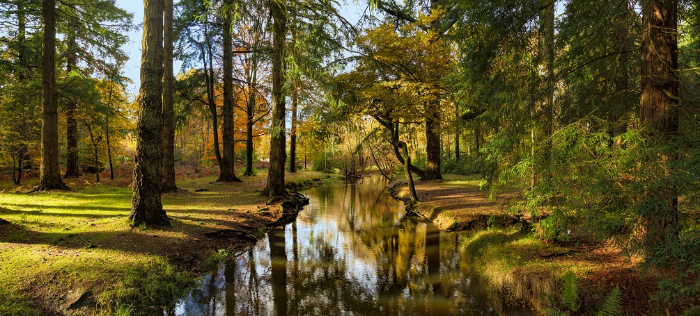 New Forest, Hampshire