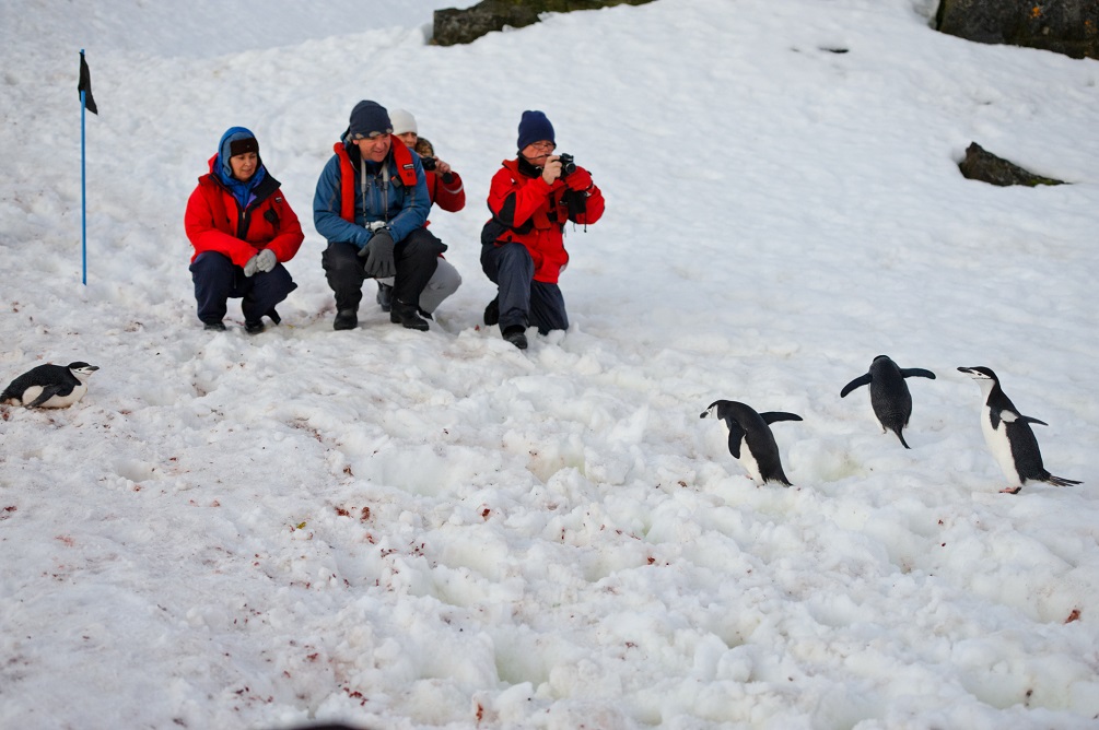 Penguins of Antarctica