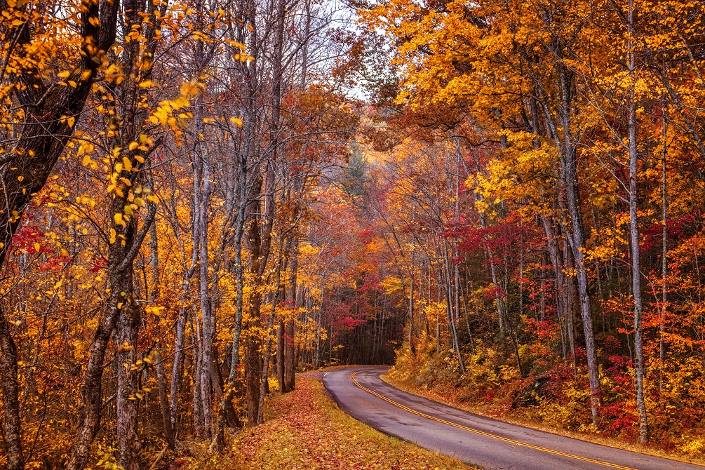 A scenic drive through Great Smoky Mountains National Park surrounded by beautiful, colorful autumn and fall trees