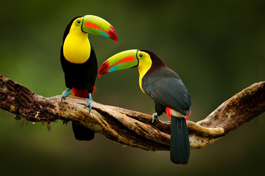 Toucans 