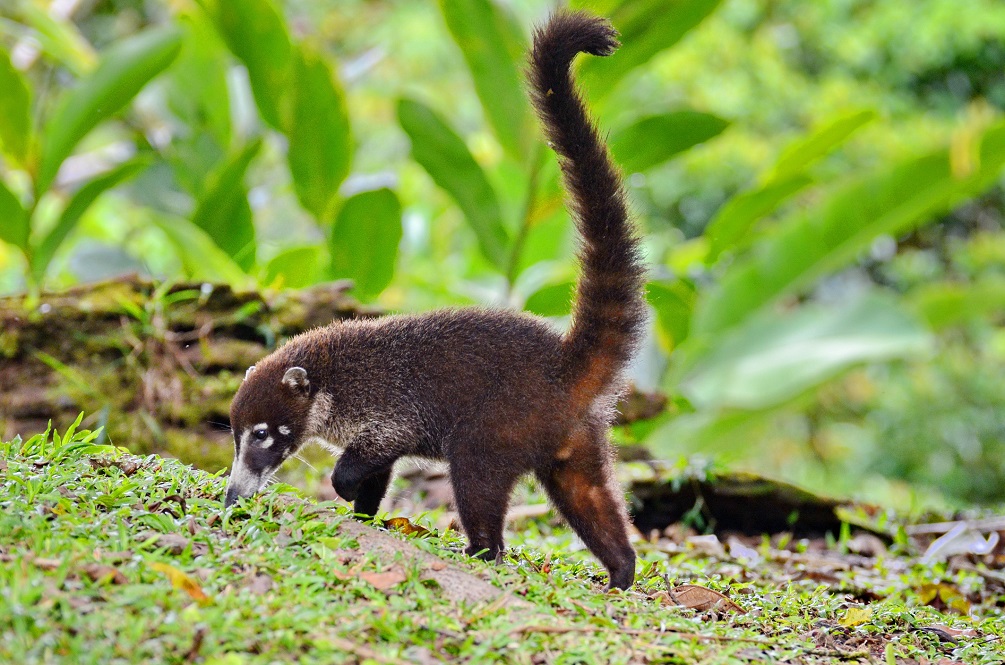 Coatis 