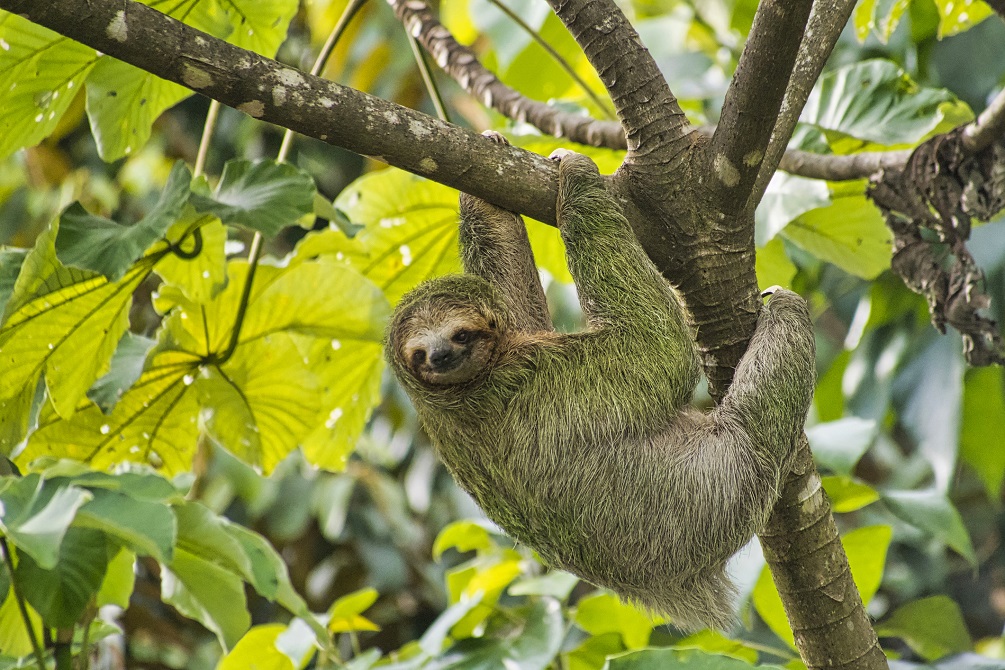 Costa Rica Sloth