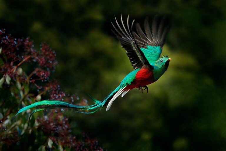 Meet some of the most iconic animals of Central America