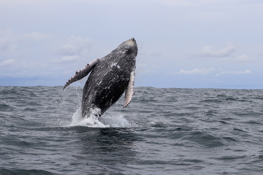 Humpback whale