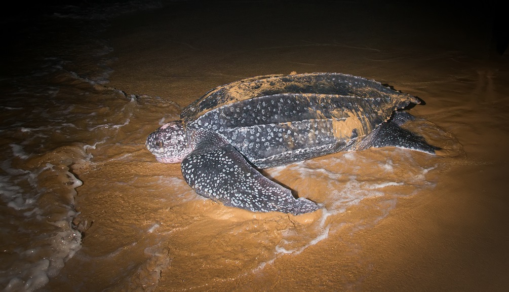 Leatherback turtles