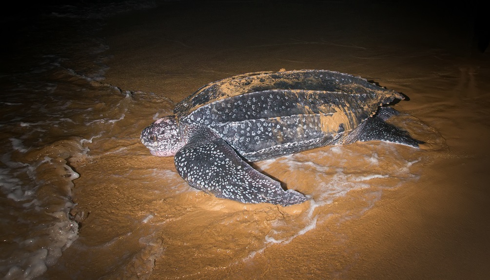 Leatherback turtles