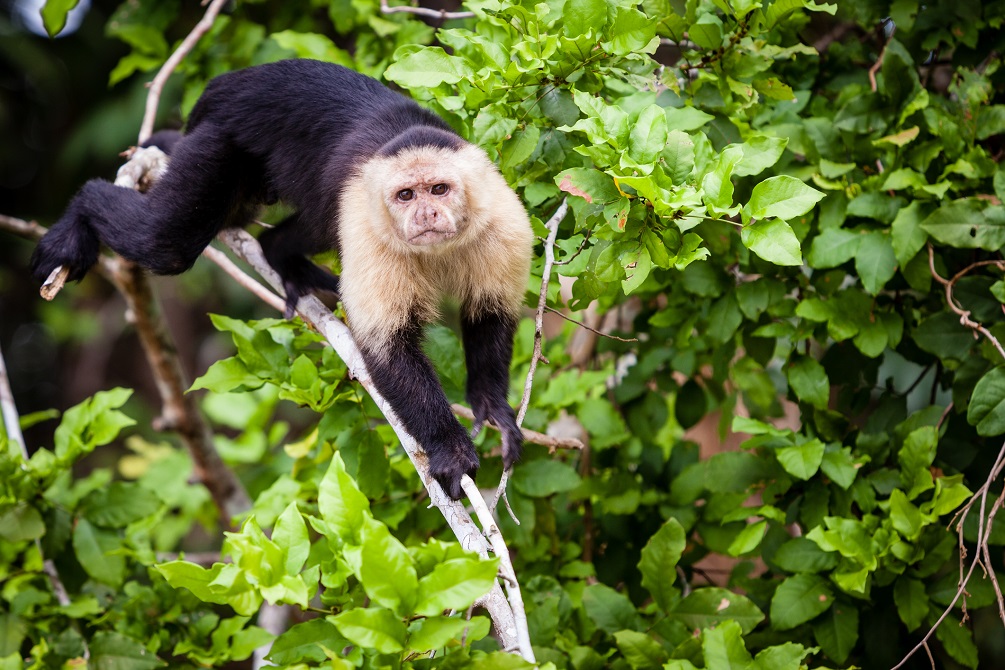 Panama Monkey