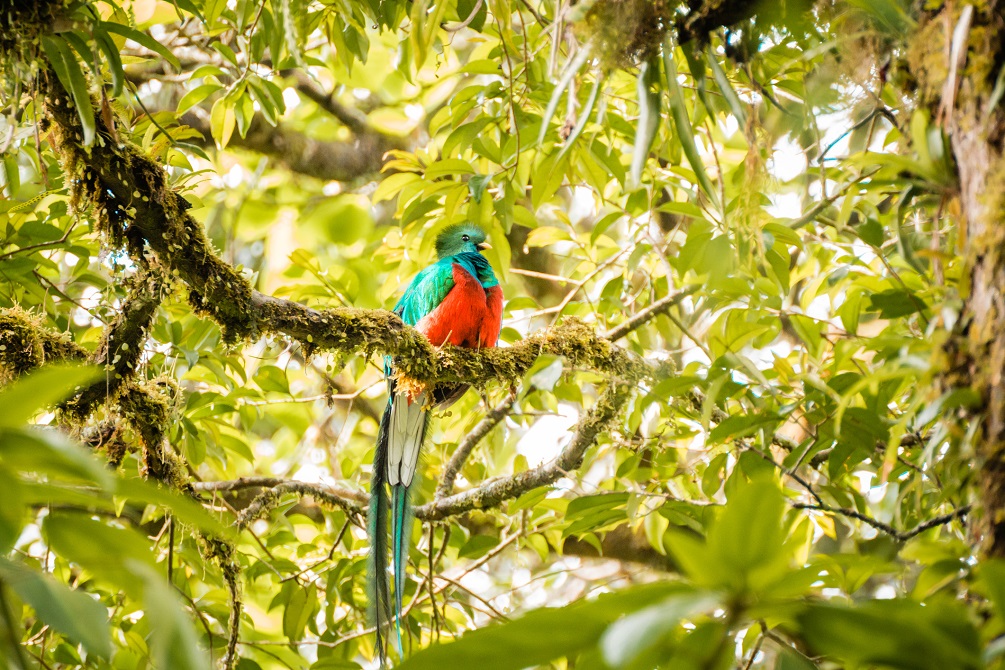 Resplendent quetzal 