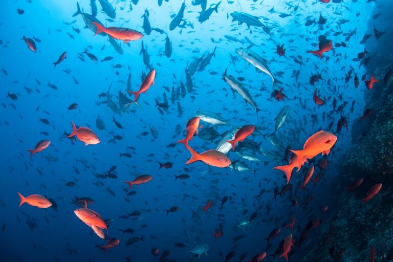 The best scuba diving and snorkeling sites in Costa Rica