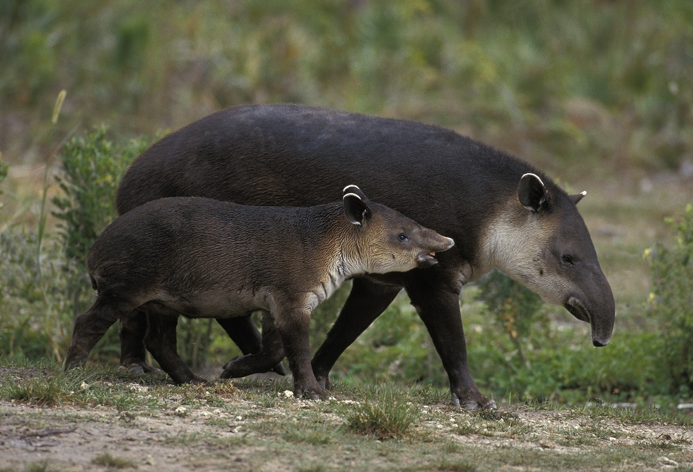 Baird’s tapir