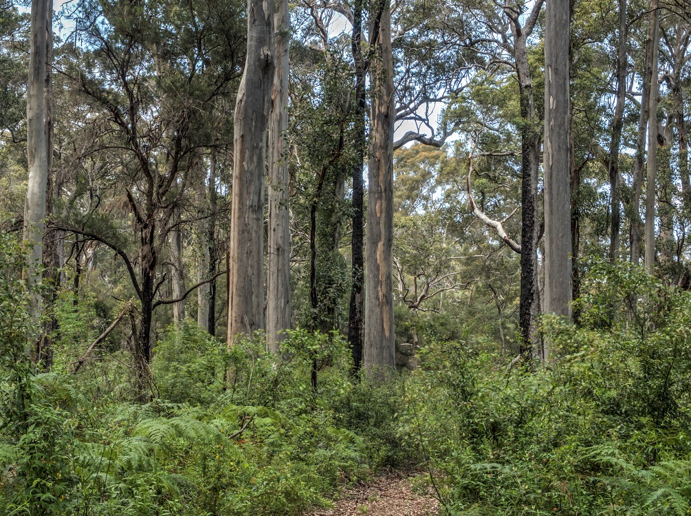 Bibbulmun Track, Australia 