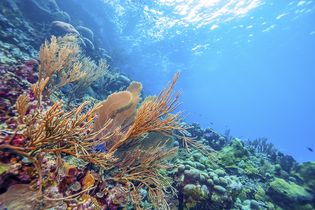 Klein Bonaire