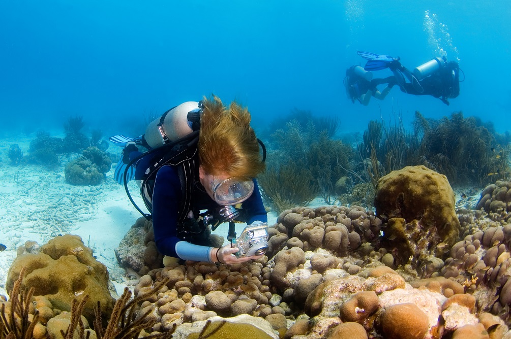 Go Scuba Diving in Bonaire