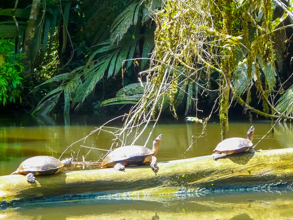 Tortuguero National Park 