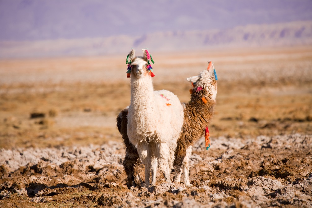 Alpaca in Chile