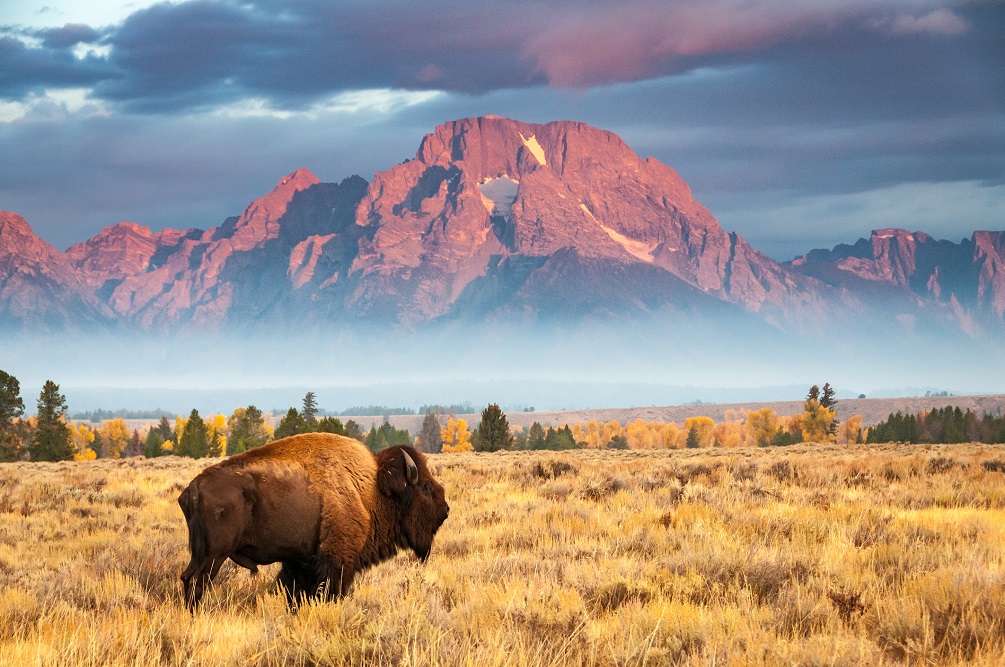 American bison 