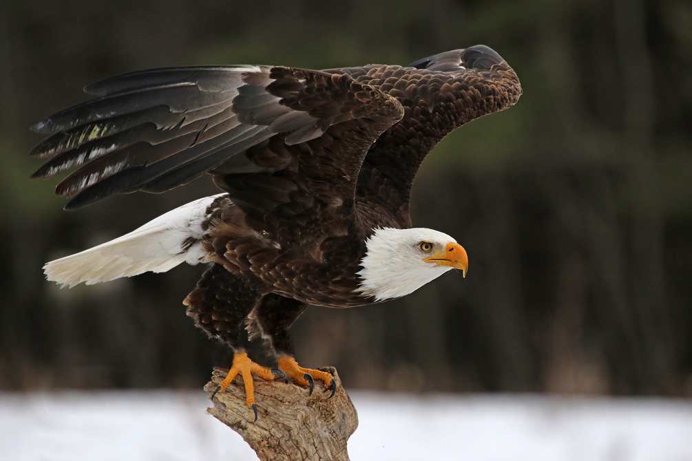 Bald eagle 