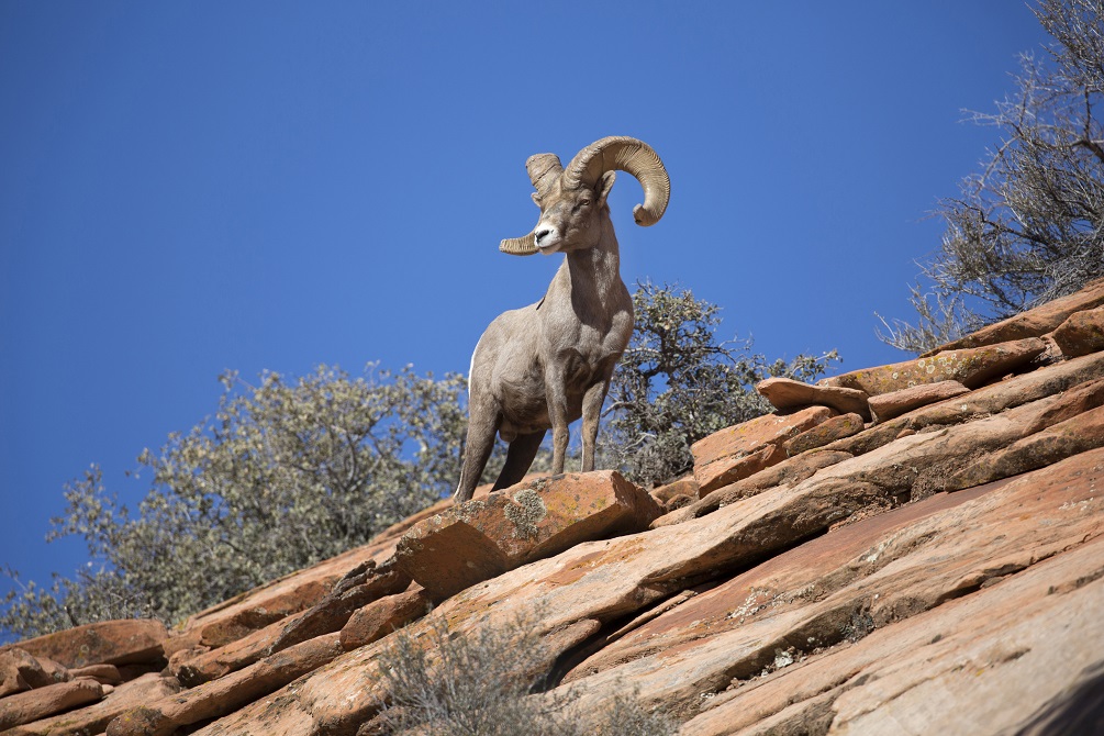 Bighorn sheep 