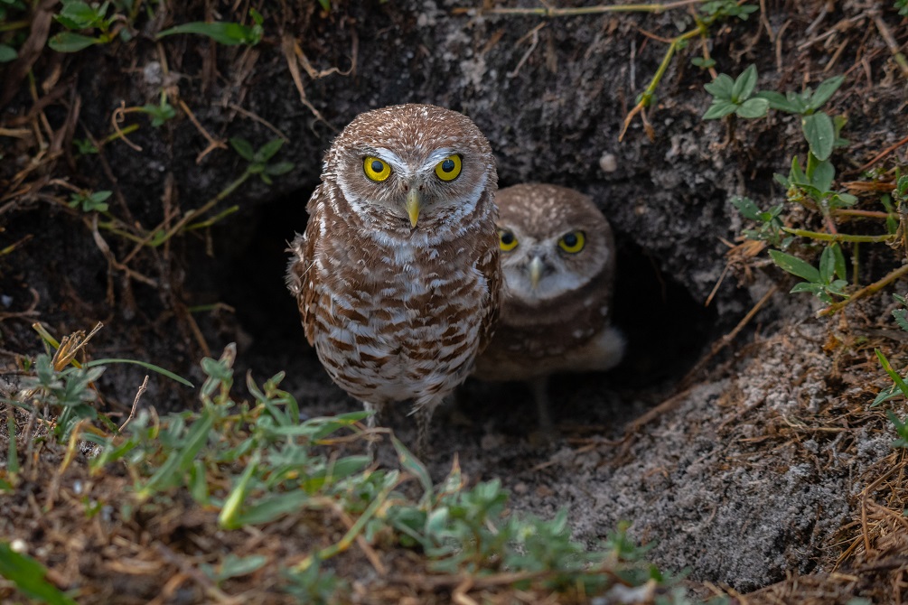 Burrowing owl