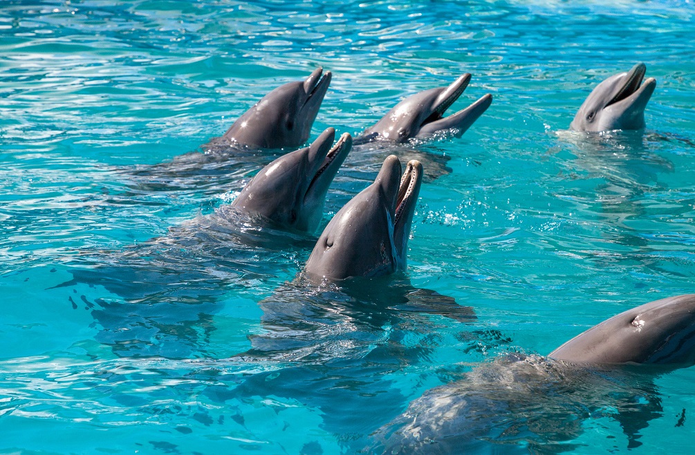 Dolphins in Key West