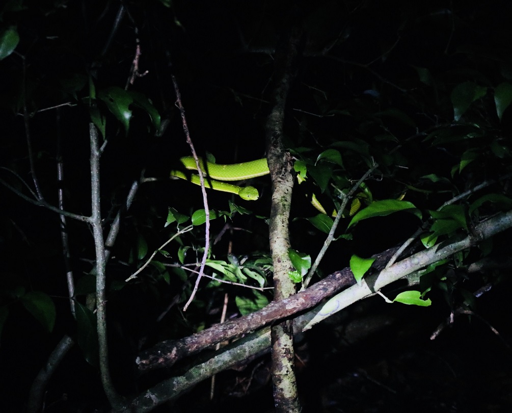 Monteverde Night Tour