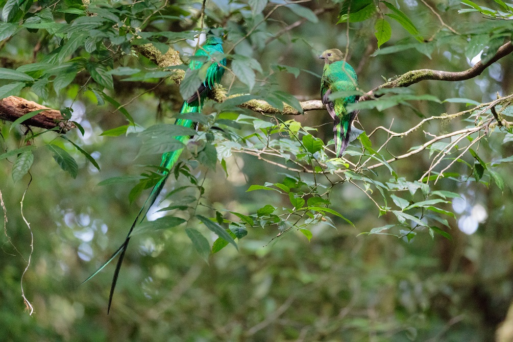 Quetzal birds wild Monteverde Costa Rica