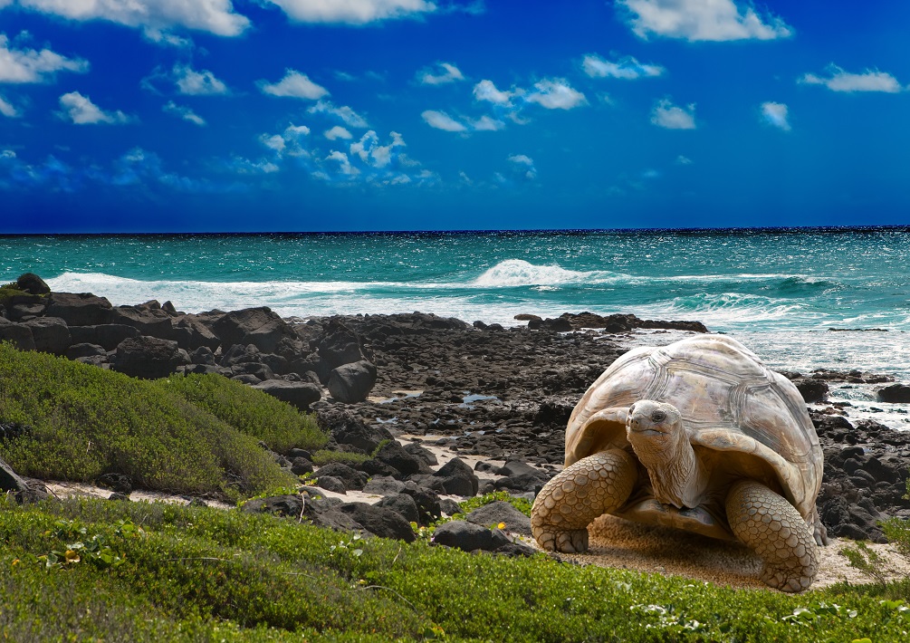 Sea Turtle in Seychelles