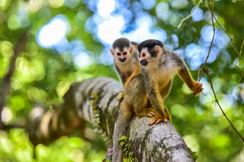 Squirrel Monkey of Costa Rica