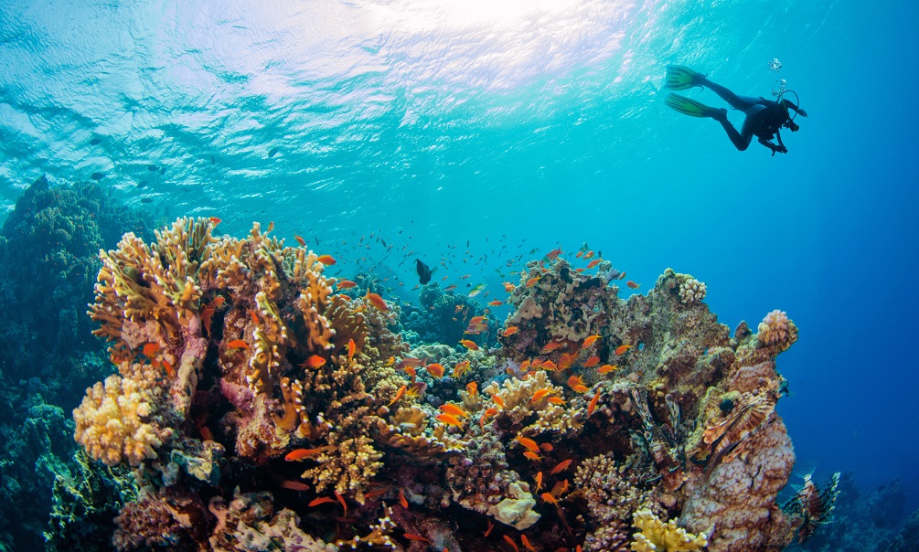 Underwater fauna and flora, marine life