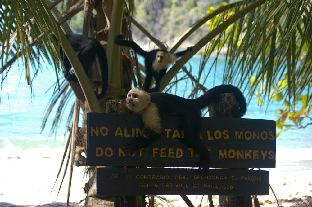 White-faced Capuchin monkey in Manuel Antonio National Park in Costa Rica