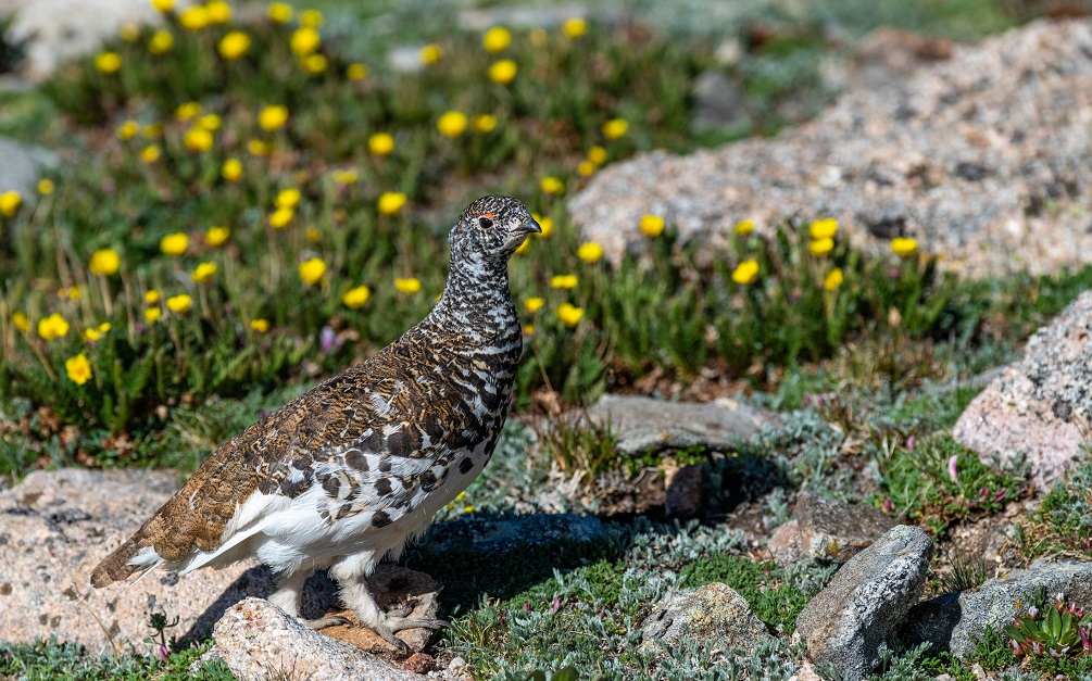 White-tailed ptarmigan 