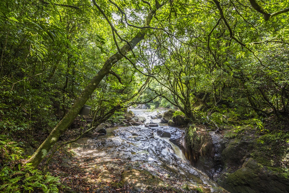 River in the jungle of Panama, El Valle de Anton