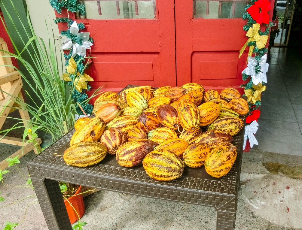 The fresh cocoa fruits at Port Limon in Costa Rica