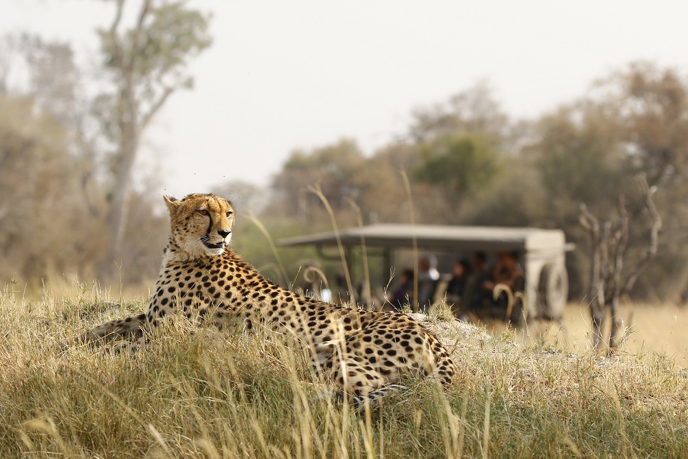 Animal cheetah wildlife safari drive savanna nature cat Africa grass 