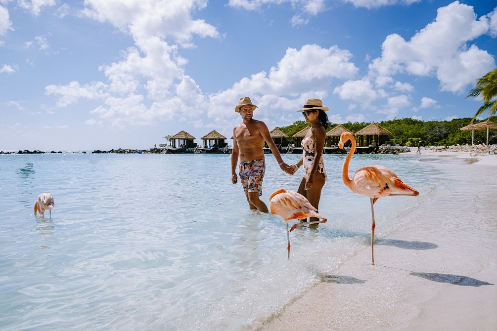 Aruba beach with pink flamingos at the beach