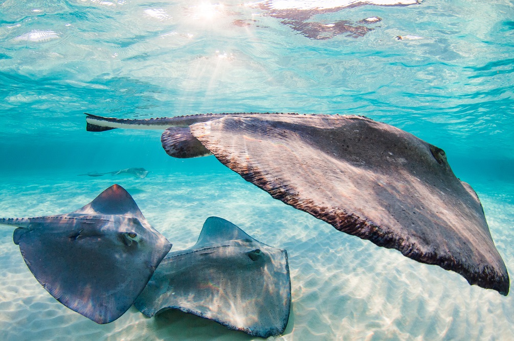 Caribbean Sea, Stingray City