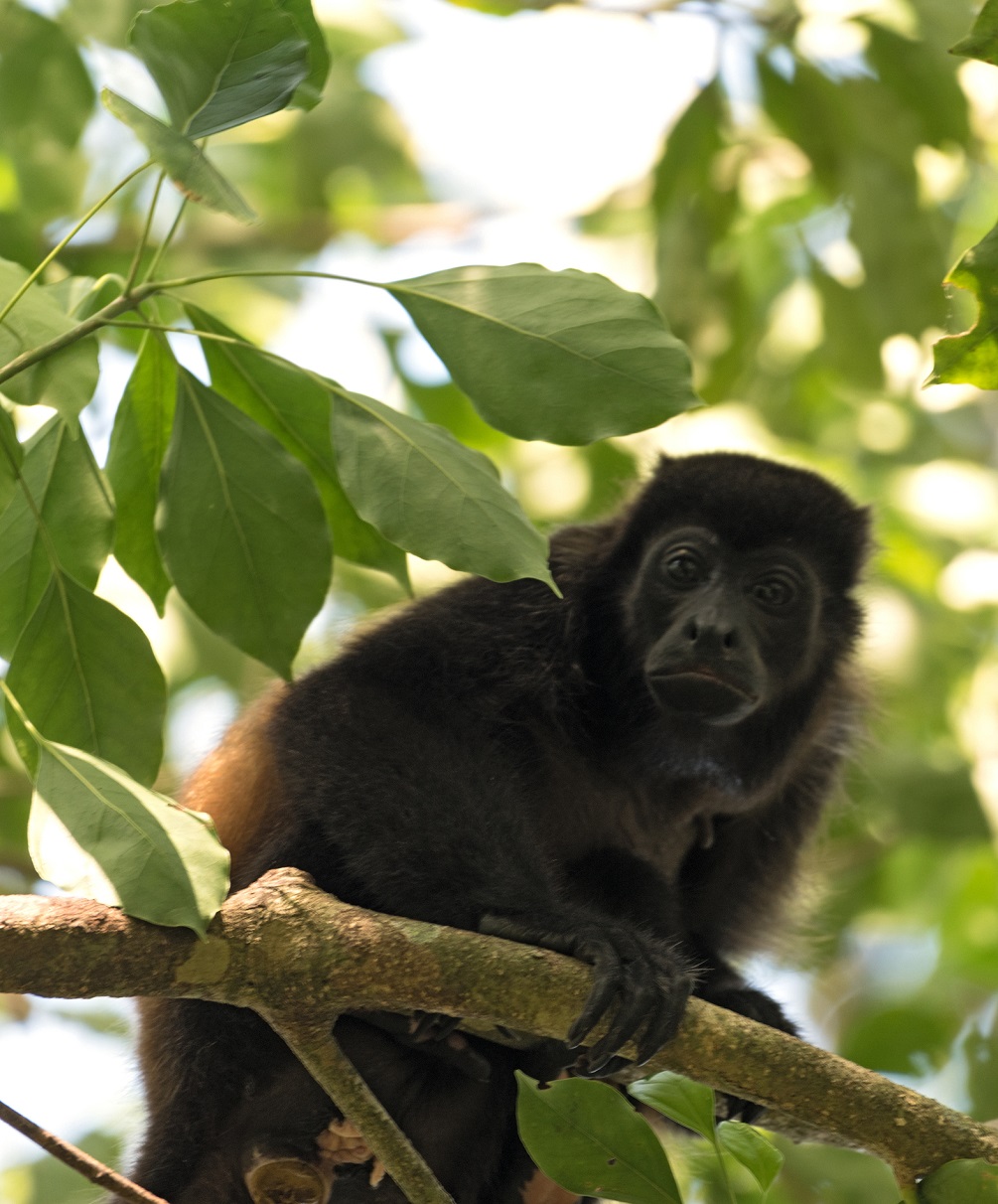 Coiba Island Howler Monkey