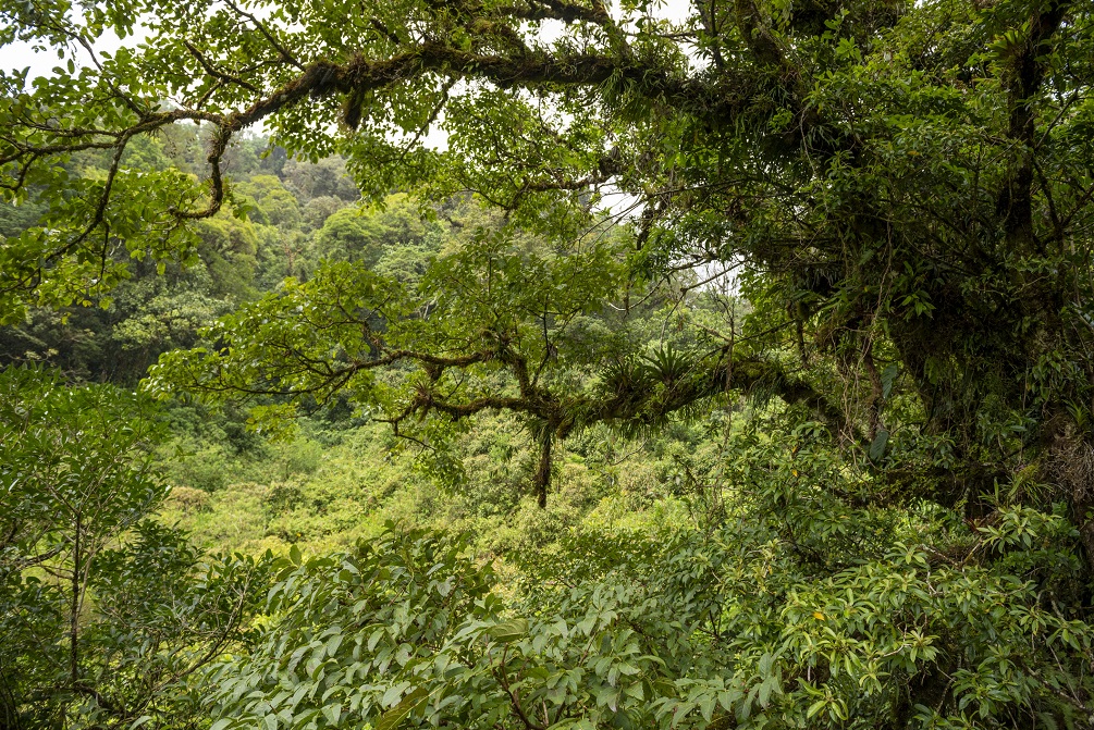 La Amistad National Park, Chiriqui Highlands, Panama