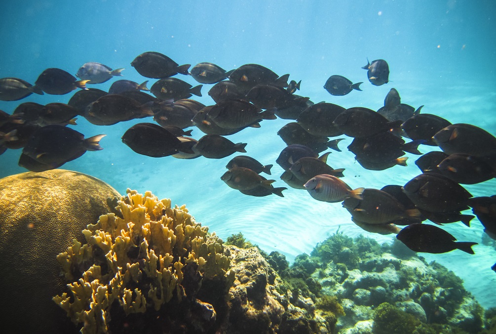 Little Corn Island School of Fish