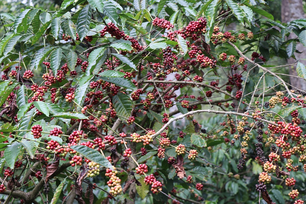 Robusta coffee berries in coffee plantation